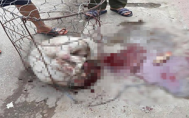 Sáng ngày 18/11/2018 tại xóm Chợ, xã Tiến Dũng, huyện Thường Tín, Hà Nội. Một người phụ nữ mang đồ ăn đến cho con chó Pitbull liền bị tấn công nát tay. Người hàng xóm thấy thế lao vào cứu cũng chịu chung số phận, hai người này nhập viện cấp cứu trong tình trạng mất nhiều máu, dập nát cơ. Được biết con chó nặng khoảng 30kg, chủ nhà mới mua được vài tháng và thường xuyên nhốt trong lồng sắt. 