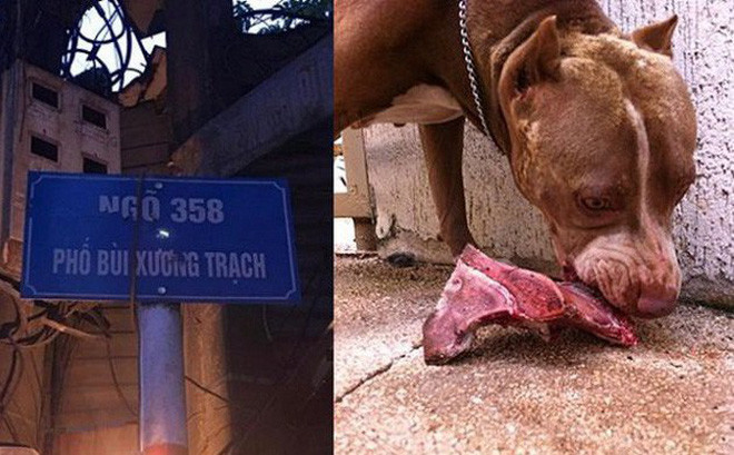 Ông N.V.Th (50 tuổi) ở Hà Nội khi thấy con chó Pitbull của nhà em gái đuổi cắn con chó nhỏ gần nhà ông đã quát nó, không ngờ chó nổi điển xông đến xô ông Th. ngã ra đất rồi ngoạm thẳng vào cổ. Tuy đã được đưa đi cấp cứu nhưng do vết thương quá nặng ông đã bị thiệt mạng.