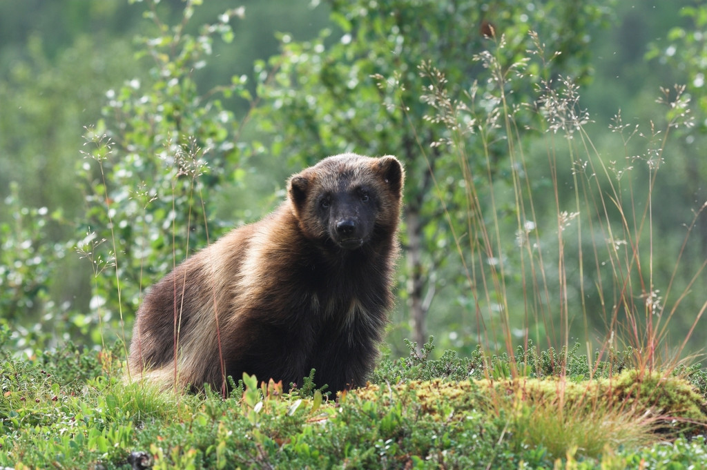 Chồn sói là loài chồn lớn nhất sống trên mặt đất. Ảnh: iucnredlist.