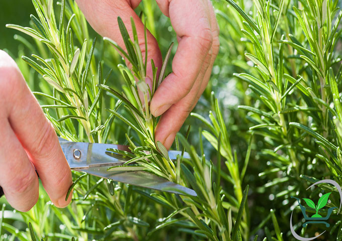 Đặc biệt, hương thảo còn được sử dụng trong y học, làm thuốc xoa trị thấp khớp và đau nửa đầu, rửa các vết thương nhiễm trùng và lâu khỏi… Ảnh caycanhviet.