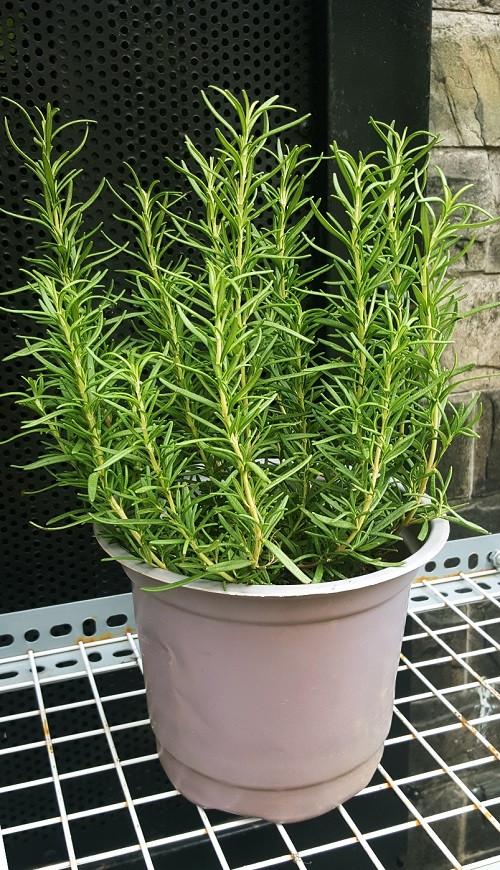 Trên thế giới, cây hương thảo được trồng nhiều ở Tây Á và Bắc Phi trước đây. Ảnh cungcaphatgiong.