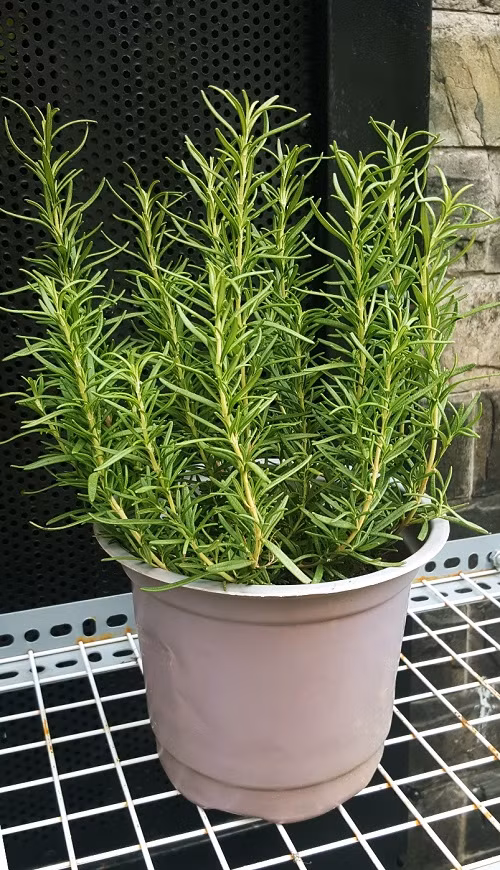 Trên thế giới, cây hương thảo được trồng nhiều ở Tây Á và Bắc Phi trước đây. Ảnh cungcaphatgiong.