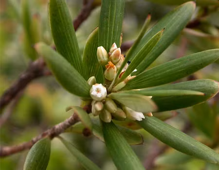  Cây mã kỳ là cây bụi hay cây gỗ nhỏ, cao 1m - 2m, lá thon, hình mũi mác, hoa lưỡng tính, màu trắng hay hơi hồng, có mùi thơm, quả hình tròn, thịt dày, thơm, màu vàng hay hơi đỏ. Ảnh: vncreatures.