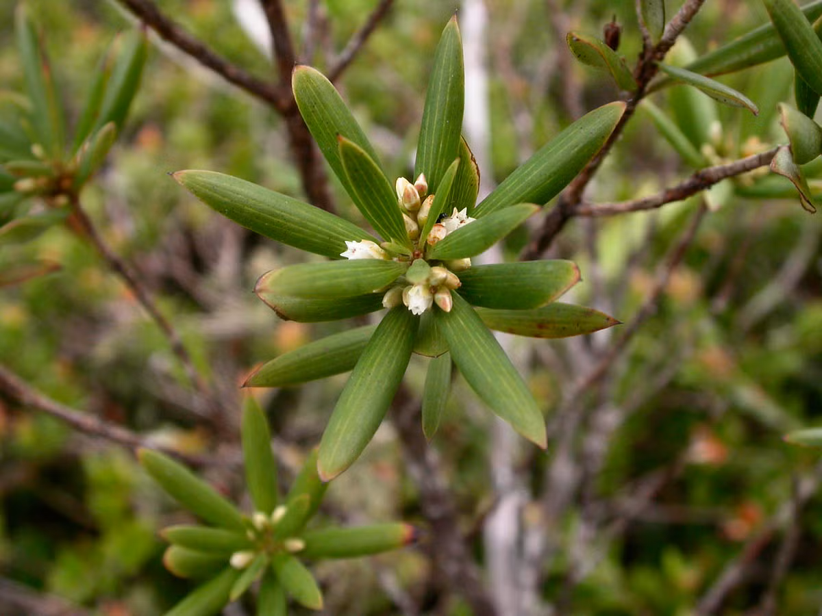 Cây mã kỳ có nguồn gen qúy, hiếm, và là đại diện duy nhất của họ Mã kỳ (Epacridaceae) ở Việt Nam. Ảnh: phytoimages.