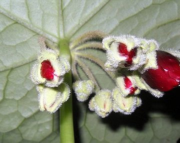 Cây mã kỳ đã được ghi trong Sách Đỏ Việt Nam (1996) với cấp đánh giá "hiếm" (Bậc R). Ảnh: tracuuduoclieu.