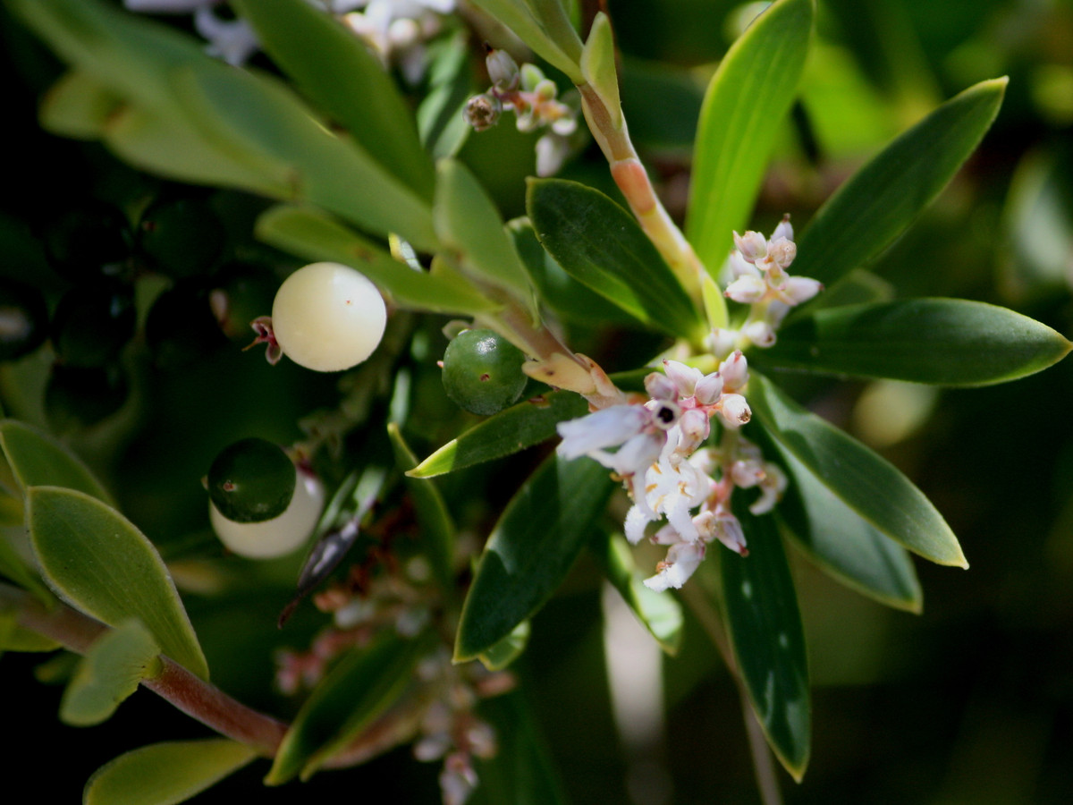 Cây mã kỳ phân bố rất rải rác, lại ở các vách đá hay bãi cát ven biển nên rất dễ lâm vào tình trạng nguy cấp một khi nơi cư trú bị xâm hại. Ảnh: inaturalist.