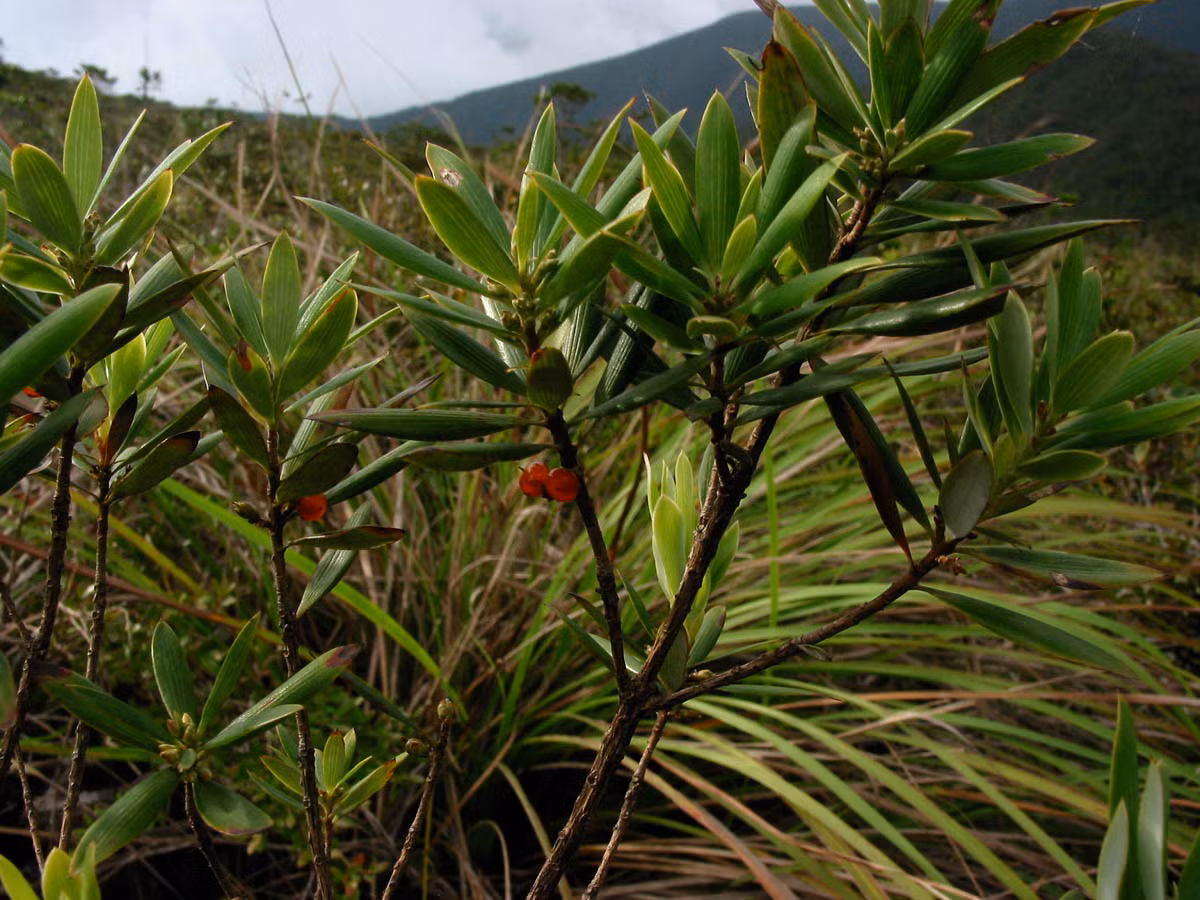  Cây mã kỳ còn được dùng làm thuốc. Nước sắc của lá và rễ chữa bệnh đau dạ dày và đau nhức xương khớp. Ảnh: phytoimages.