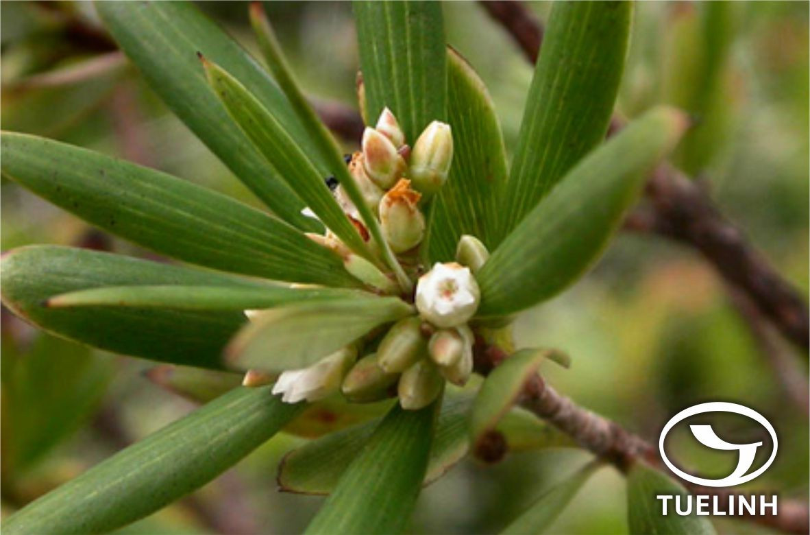 Ở Việt Nam, cây mã kỳ được tìm thấy ở Nam bộ, Kiên Giang (đảo Phú Quốc). Cây mọc trên các vách đá hay các bãi cát ven biển. Ảnh: tracuuduoclieu.