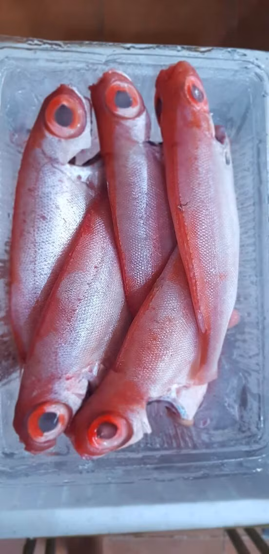 Cá bã trầu thân thuộc với người dân miền Trung đến nỗi có cả câu vè: "Chim chìa vôi bay ngang đám thuốc. Con cá bã trầu lội tuốt mương cau”. Ảnh: amystore233.