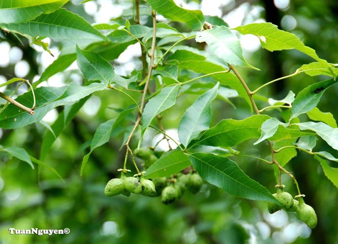 Cây mắc rạc có chiều cao từ 4m - 5m, đường kính thân từ 5cm - 10cm, có khả năng tái sinh cao. Ảnh: vncreatures.