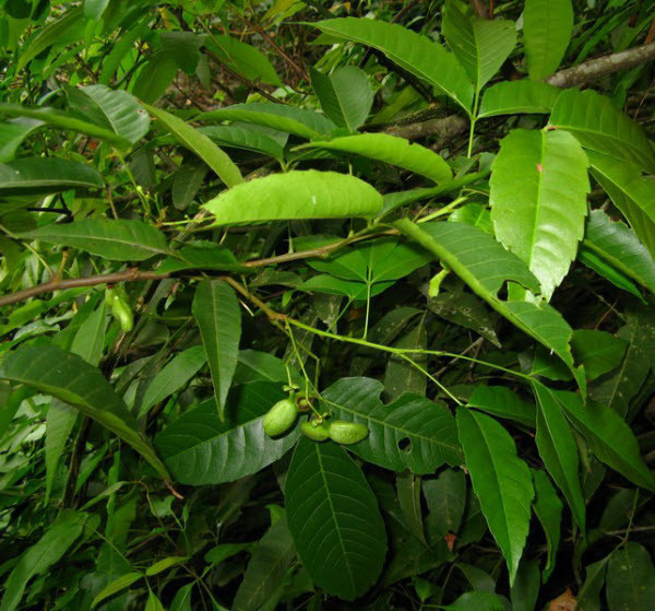  Cây mắc rạc có tên khoa học là Delavaya toxocarpa Franch. Loài cây này có nguồn gốc xuất xứ từ Trung Quốc, nhưng hiện khá phổ biến ở Việt Nam. Ảnh: ydvn.