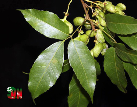 Cây mắc rạc còn có tên gọi khác là cây dầu choòng. Cây ra hoa tháng 4-6, quả tháng 10-11. Ảnh: vncreatures.