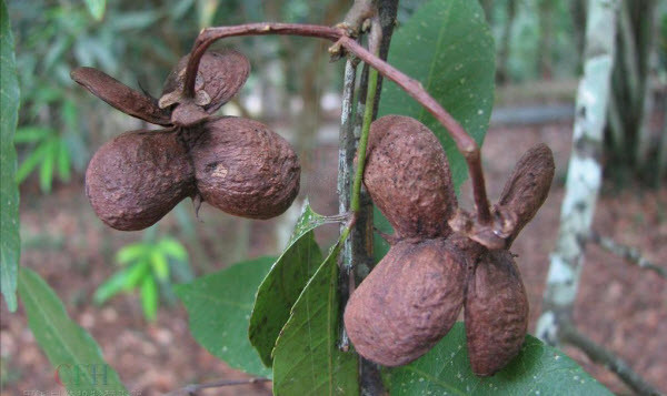 Cây mắc rạc là loài cây đa tác dụng: lá cây dùng làm thức ăn cho gia súc, thân cây dùng làm chất đốt, hạt chứa dầu dùng chế xà phòng và làm dầu bôi trơn. Ảnh: ydvn.