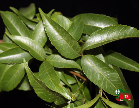 Cây mắc rạc có đặc điểm nổi bật là khi còn nhỏ, bộ rễ của nó phát triển dài gấp 2-3 lần thân cây nên nó có thể chống chịu được hạn hán, rét đậm. Ảnh: vncreatures.