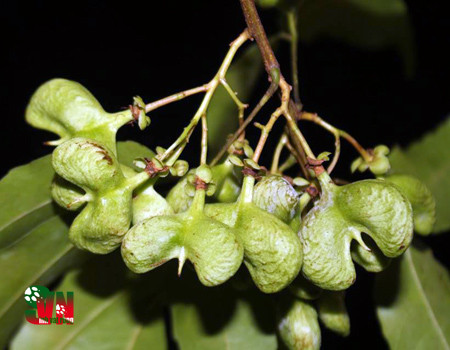 Đặc biệt, cây mắc rạc có thể sống và phát triển tại những vùng đất khô cằn trên núi đá xen lẫn đất không thể trồng loài cây khác. Ảnh: kun.