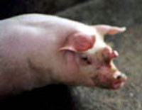 Lợn có sừng phát triển khỏe mạnh của ông Vũ Văn Tịch ở khu phố 1 thị trấn Đồng Nai, huyện Cát Tiên, tỉnh Lâm Đồng.Theo ông Tịch, chú lợn này là lứa đẻ thứ 2 của con lợn nái được thụ tinh nhân tạo, đặc biệt nó là con lớn nhanh nhất so với các con khác trong đàn.