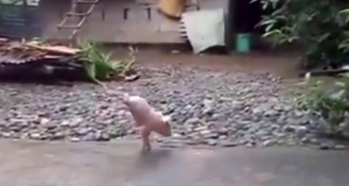 Chú lợn đột biến này đã không may mắn khi chỉ có 2 chân để di chuyển nhưng với nghị lực phi thường nó vẫn sống sót khỏe mạnh. Nhiều người đã ví nó như một hiphop dancer chuyên nghiệp. 