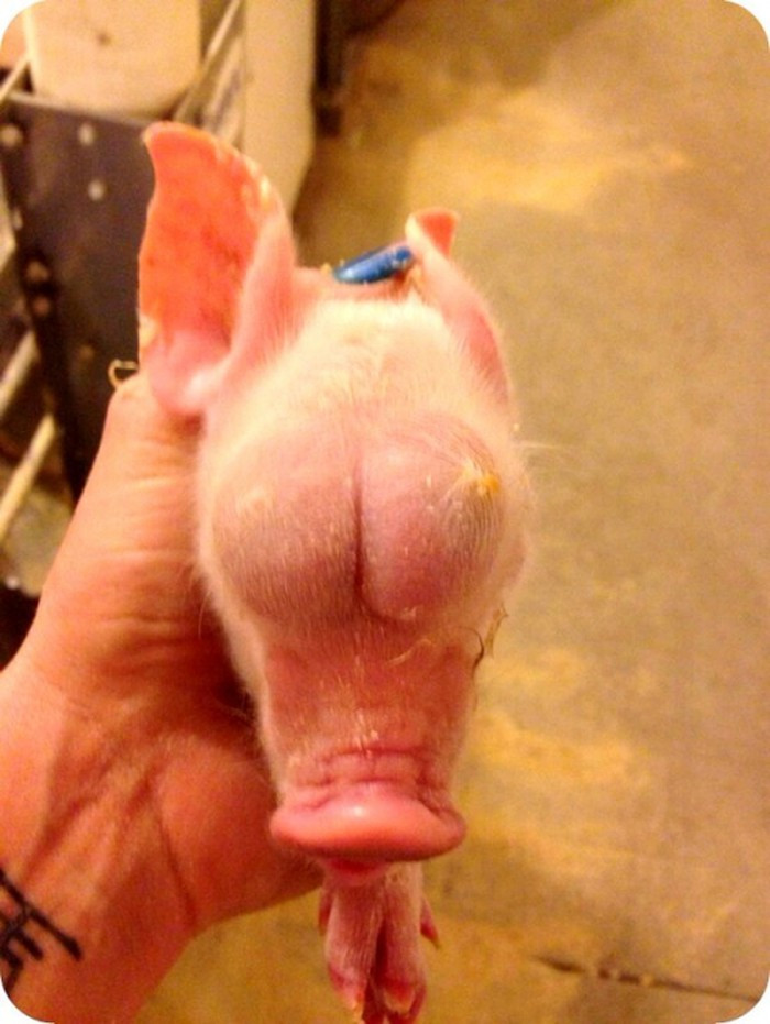 Giữa tháng 2/2016, một chú lợn con sinh ra với 2 tinh hoàn ở vị trí của đôi mắt. Hình ảnh về sự tồn tại của sinh vật đặc biệt này đã được đăng tải lên mạng xã hội sau khi người ta dùng biện pháp nhân đạo để đưa nó về "thế giới bên kia".
