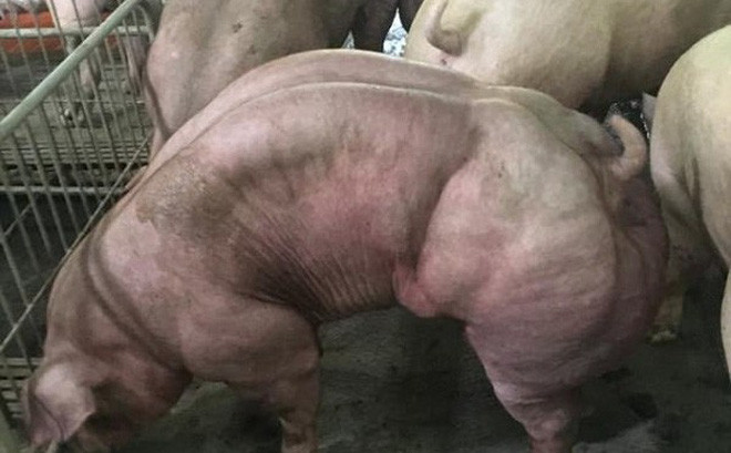 Đây là hình ảnh “lực sĩ lợn” khiến mọi người khiếp sợ ở Campuchia. Nguyên nhân xuất hiện những cơ bắp cuồn cuộn ở con lợn này là người chăn nuôi đã biến đổi gen trên con lợn để tăng năng suất trong chăn nuôi. 