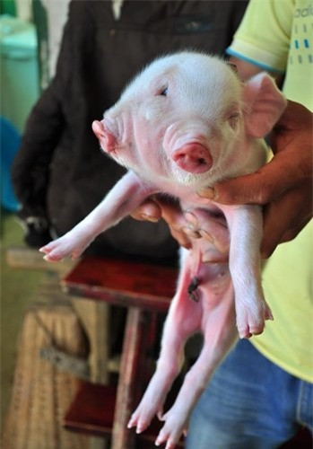 Giữa năm 2016, người dân Trung Quốc đã xôn xao bàn tàn về con lợn hai đầu ba mắt kinh dị. Sau khi hình ảnh con lợn này được đăng tải, rất nhiều người dân hiếu kì đã kéo đến xem, có người muốn sở hữa con lợn đặc biệt này nên đã trả giá cao nhưng gia đình kiên quyết không bán. 