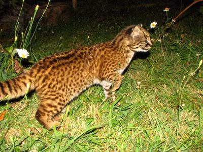 Tuy nhiên, người dân địa phương còn gọi loài mèo này là mèo ma cà rồng vì chúng sẽ để lại đúng hai vết cắn trên con mồi. Ảnh: kaieteurnewsonline.