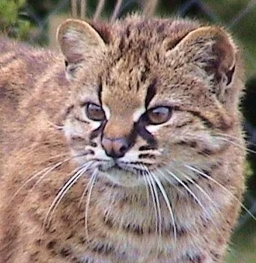 Mèo đốm Kodkod thực sự là những tay leo núi rất cừ khôi. Ảnh: pinimg.