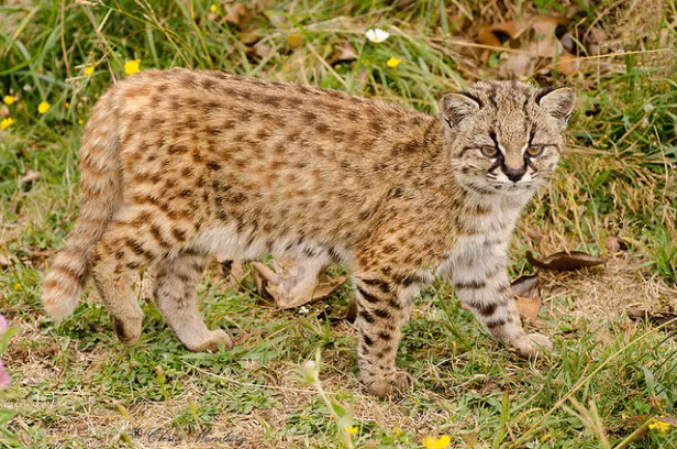 Mèo đốm Kodkod có hình dáng khá nhỏ bé và xinh xắn. Ảnh: wordpress.