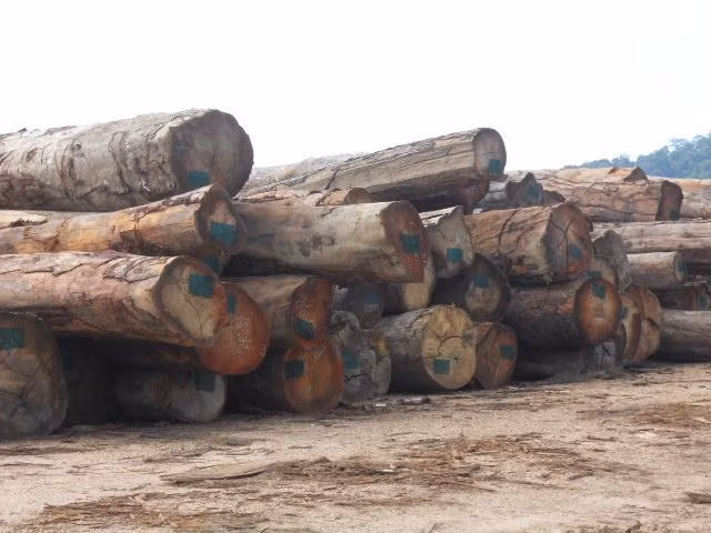 Do cây kiền kiền cho gỗ có giá trị cao nên đang bị săn lùng mạnh ở khắp nơi để khai thác, khiến số lượng bị giảm sút rất nhanh chóng. Ảnh: noithatanhung.