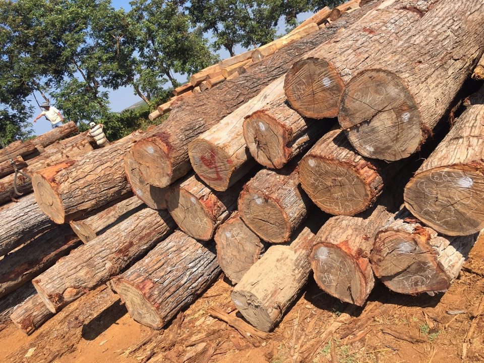 Trên thế giới, cây kiền kiền được trồng nhiều ở Thái Lan, Campuchia, Malaysia, Indonesia. Ở Việt Nam, kiền kiền được trồng nhiều ở một số tỉnh như Thừa Thiên – Huế, Đắk Lắk, thành phố Hồ Chí Minh, Kiên Giang. Ảnh: noithatanhung.