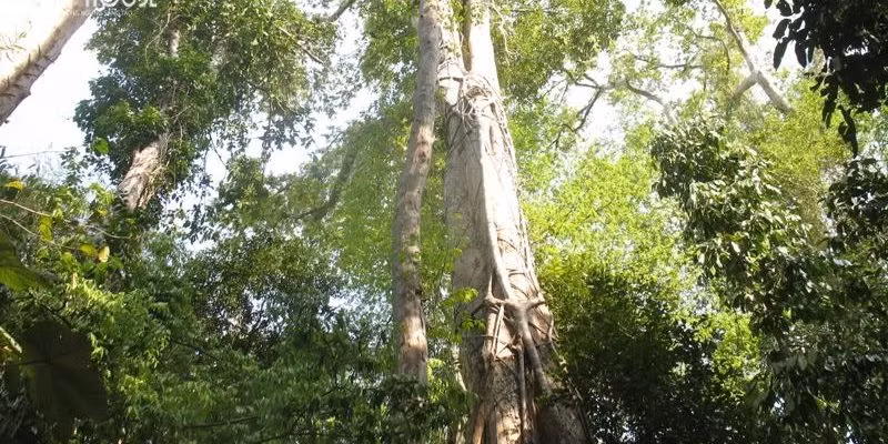 Cây kiền kiền có hoa màu đỏ nhạt, quả rất nhỏ, dạng trái xoan, có gai ở đỉnh. Ảnh: noithatmyhouse.