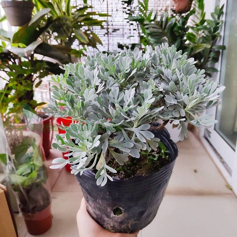 Trên thế giới, cây hoa cúc mốc phân bố ở các nước Đông Dương, Trung Quốc, Philippines và Malaysia. Ảnh: caycanhonline.