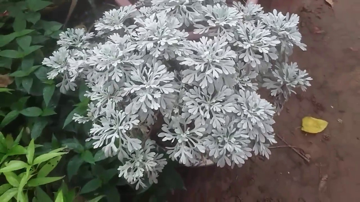  Cây hoa cúc mốc có tên khoa học là Crossostephium chinense hoặc Graphalium spp thuộc họ Cúc. Loài cây này có nguồn gốc từ Đài Loan. Ảnh: caycanhhaidang.