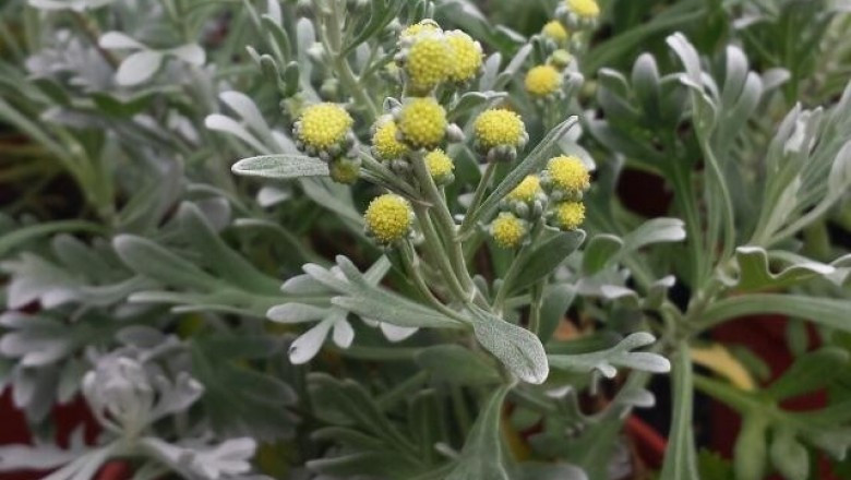 Cây hoa cúc mốc cũng được mệnh danh là diệp bất ly thân, hoa vô lạc địa bởi khi lá già úa, chết đi vẫn kiên cường bám chặt vào thân. Ảnh: ydhvn.