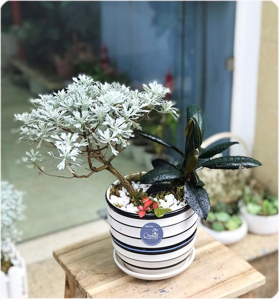 Ngoài ra, cây hoa cúc mốc còn được dùng làm thuốc chữa bệnh hoặc để hãm trà làm cho trà có vị cúc. Ảnh: hstatic.