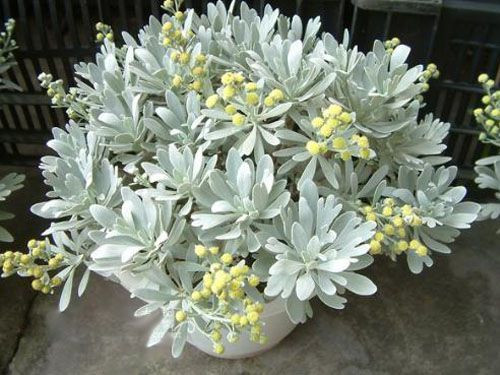 Cây hoa cúc mốc có chiều cao khoảng 20cm - 80cm, thân cây cứng, thô, nhỏ, màu nâu, lá mọc so le, cụm hoa hình bông dày đặc ở nách lá. Ảnh: pinimg.