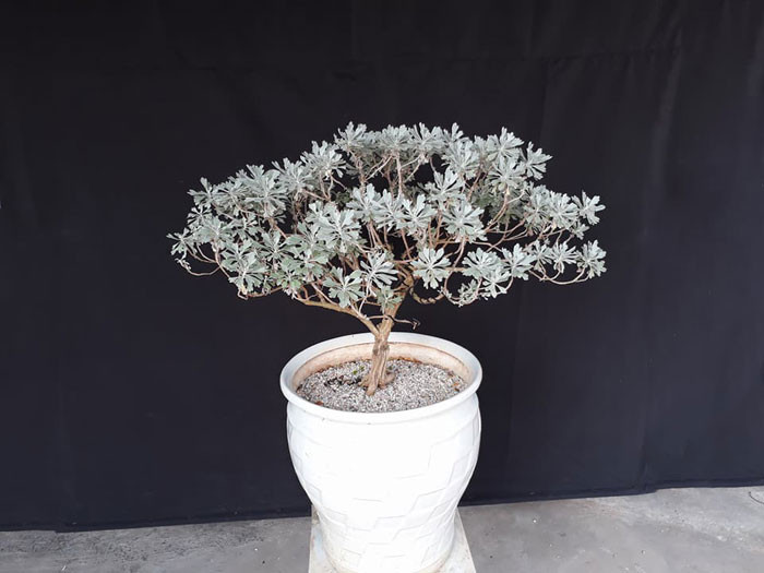 Ở Việt Nam, cây hoa cúc mốc cũng thường được trồng làm cây cảnh. Ảnh: blogspot.