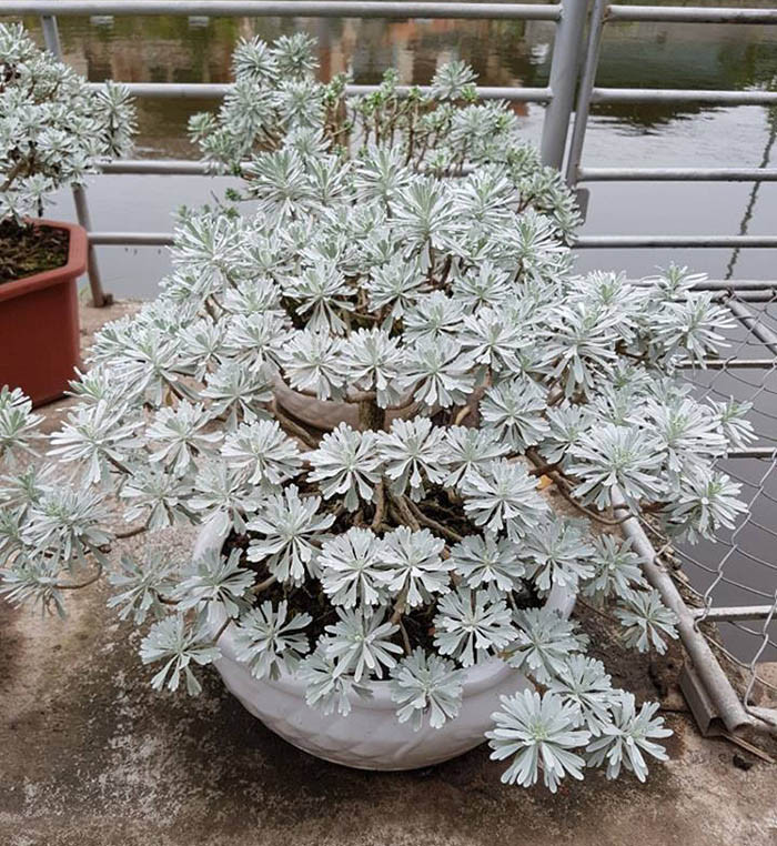 Cây hoa cúc mốc còn được biết đến với nhiều tên gọi mỹ miều: nguyệt bạch, cúc bạch, bạch phù dung…Ảnh: ishopgo.