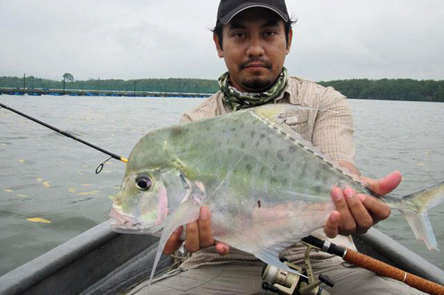 Ở Việt Nam, cá ông lão Ấn Độ phân bố ở vịnh Bắc Bộ, miền Trung, Đông và Tây Nam Bộ. Ảnh: fishesofaustralia.