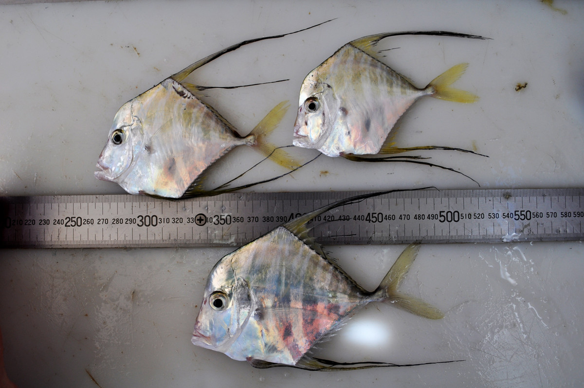 Cá ông lão Ấn Độ thuộc nhóm di cư và sống ở vùng biển ven bờ ở độ sâu 20m - 100m. Ảnh: fishesofaustralia.