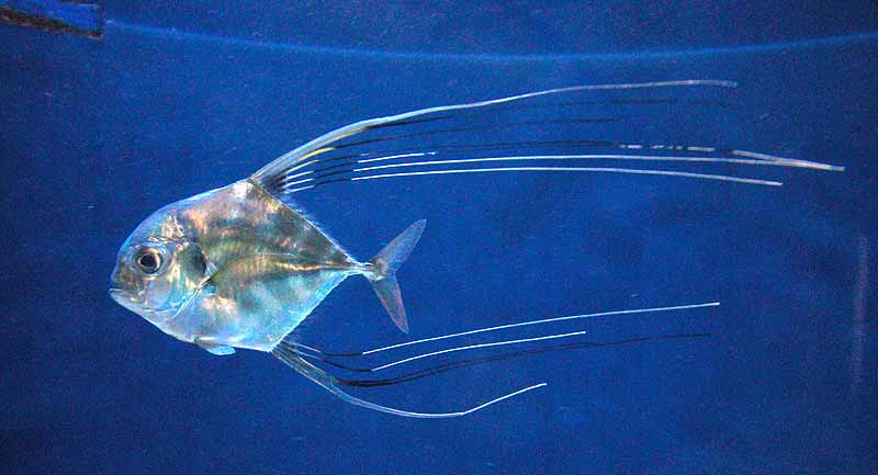 Cá ông lão Ấn Độ là một loài cá ăn thịt. Thức ăn của chúng bao gồm cá nhỏ, mực nhỏ, động vật thân mềm và giáp xác. Ảnh: pbase.