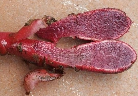 Tại Việt Nam, loài cây quý hiếm này có ở Ninh Bình, Lào Cai, Kon Tum, Chư mom Ray, Chư Yang Sin, Lâm Đồng, Khánh Hòa. Ảnh: dongtrunghathaoaloha.