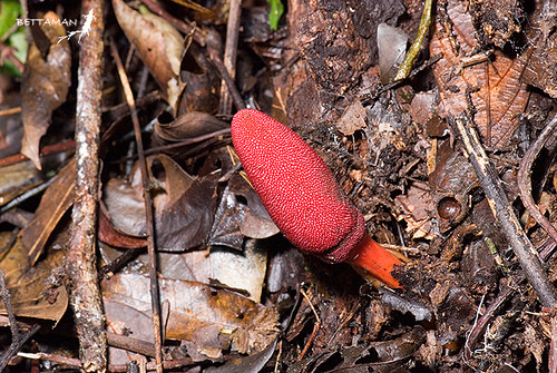 Trên thế giới, gió đất hoa thưa phân bố ở Lào, Trung Quốc, Đài Loan. Ảnh: dongtrunghathaoaloha.