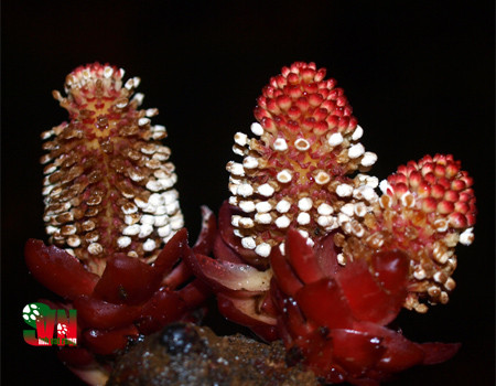 Gió đất hoa thưa hiện đang bị săn tìm ráo riết để phục vụ cho những bài thuốc tăng cường sinh lực cho các quý ông. Ảnh: vncreatures.