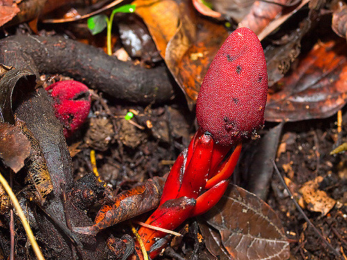  Cây gió đất hoa thưa có tên khoa học là Balanophora laxiflora Hemsl. Nó còn có nhiều tên gọi khác như nấm đất, dương đài hoa thưa, cu chó, dó đất, xà cô. Ảnh: dongtrunghathaoaloha.