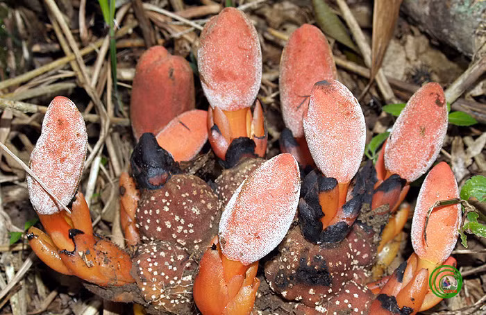 Gió đất hoa thưa là loài sống ký sinh trên rễ, cao từ 10cm - 20cm, màu nâu đỏ, không diệp lục. Củ của nó hình trứng, bề mặt sần sùi, phiến lá hình mũi giác. Ảnh: vncreatures.