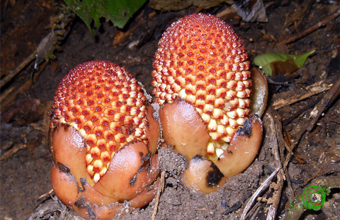 Gió đất hoa thưa thường mọc rải rác trong rừng cây lá rộng, nơi ẩm, ở độ cao 600m - 2.300m. Ảnh: vncreatures.