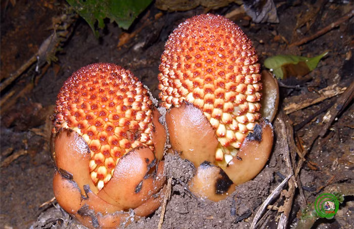 Gió đất hoa thưa thường mọc rải rác trong rừng cây lá rộng, nơi ẩm, ở độ cao 600m - 2.300m. Ảnh: vncreatures.