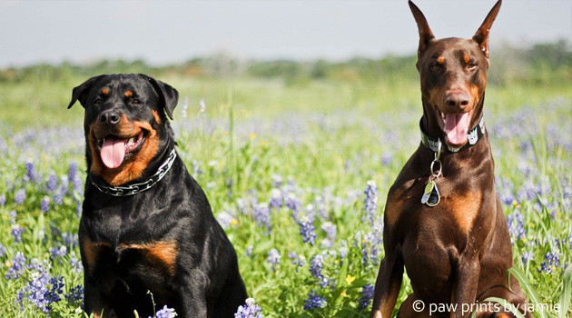 Chó: Ít ai ngờ được con vật nuôi nổi tiếng trung thành được con người cưng chiều như những thành viên trong gia đình lại có thể lấy đi tính mạng của chủ nhân và những người xung quanh. Hàng năm có khoảng 25000 người chết do chó cắn. 