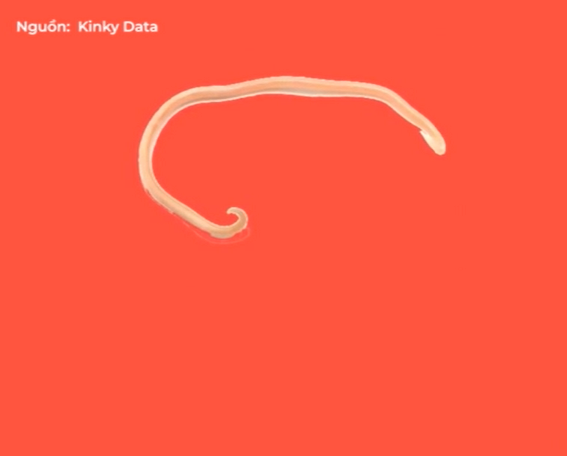 Giun đũa: Đây là một loài giun ký sinh trong ruột non người, nhất là ở trẻ em. Chúng gây ra tình trạng rối loạn tiêu hóa và rối loạn thần kinh ở trẻ nhỏ, đôi khi còn làm tắc ruột và tắc ống mật, hút hết chất dinh dưỡng trong ruột người gây ra cái chết cho khoảng 2500 người/năm. 