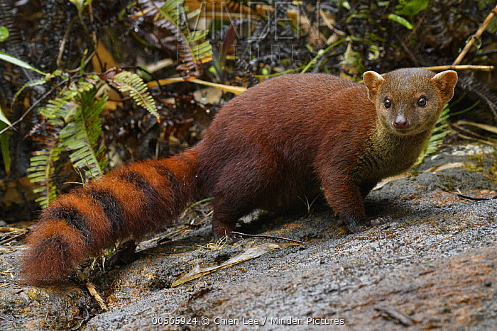 Độc đáo loài cầy có đuôi lạ không tưởng, "khoái" ăn rắn kịch độc - Hình 6 Doc dao loai cay co duoi la khong tuong,